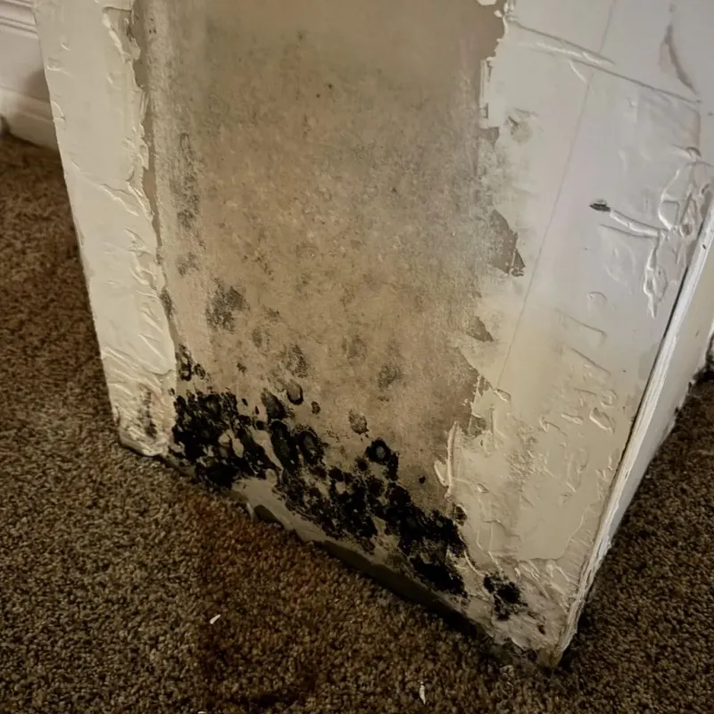 Professional Mold Removal in Rochester, IN